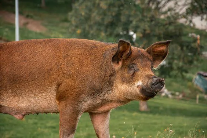 Grower Pigs
